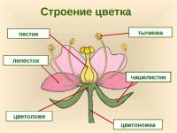 Модель-аппликация Строение цветка