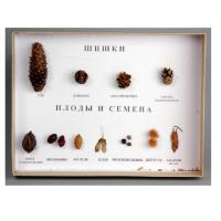 Коллекция "Шишки, плоды, семена деревьев и кустарников"