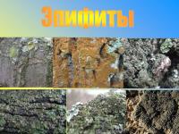 Лишайники: удивительные организмы и индикаторы состояния окружающей среды