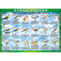  Комплект таблиц Птицы России 4 листа 70х100 винил