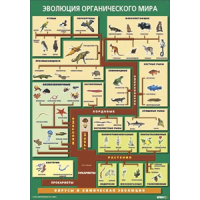  Таблица Эволюция органического мира 70х100 винил