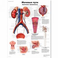 Плакат  Мочевые пути, анатомия и физиология