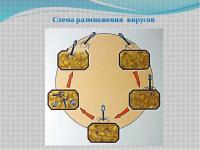  Модель-аппликация Жизненный цикл вируса