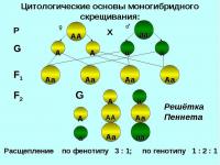  Модель-аппликация Дигибридное скрещивание и его цитологические основы