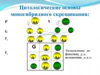  Модель-аппликация Моногибридное скрещивание и его цитологические основы