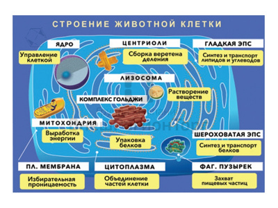 Плакат магнитный "Строение животной клетки" с методическими рекомендациями