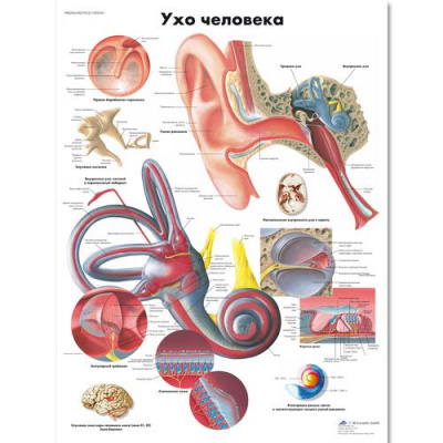 Плакат Ухо человека