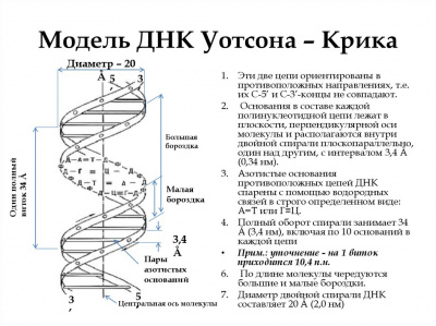  Модель "Структура ДНК"