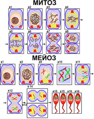  Модель "Митоз и мейоз клетки"