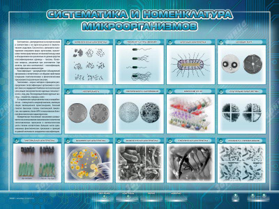 Электрифицированный стенд «Систематика и номенклатура микроорганизмов»