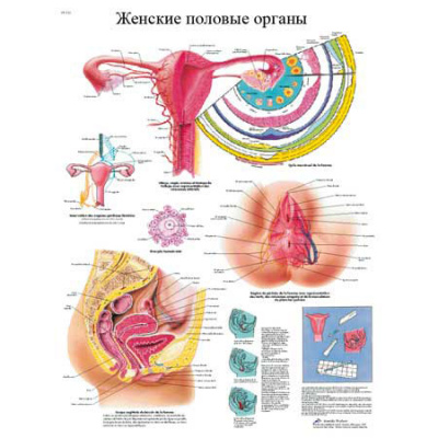 Плакат  Женские половые органы
