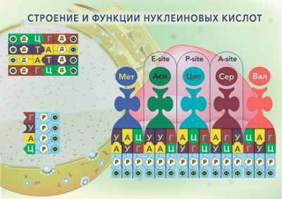 Плакат магнитный "Строение и функции нуклеиновых кислот"