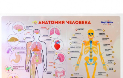 Стенд тактильно-звуковой «Анатомия человека» с индукционной петлей