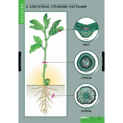 Таблицы Вещества растений. Клеточное строение