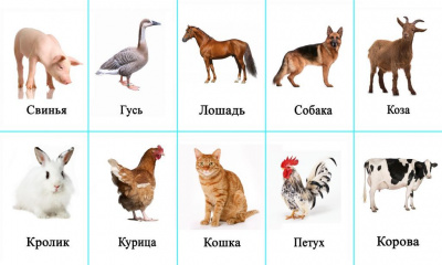  Комплект таблиц "Домашние животные" (15 таблиц)