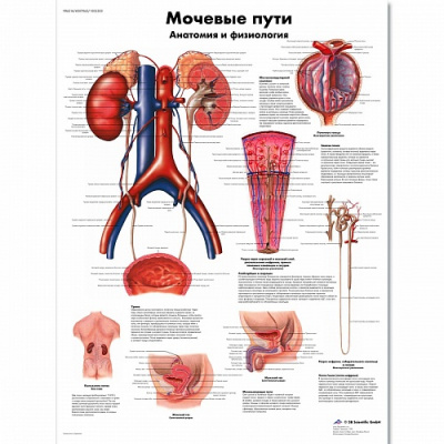 Плакат  Мочевые пути, анатомия и физиология