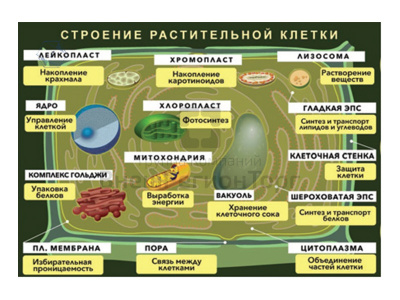 Плакат магнитный "Строение растительной клетки" с методическими рекомендациями