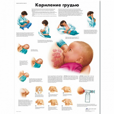 Плакат Кормление грудью