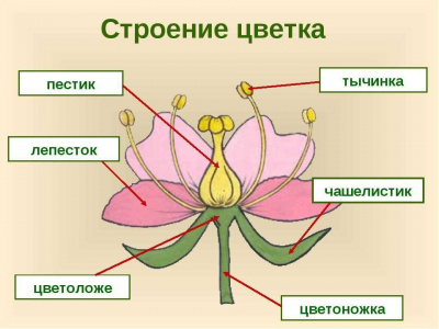 Модель-аппликация Строение цветка