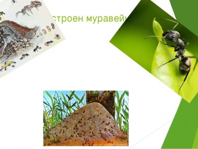  Модель-аппликация Муравьи. Устройство муравейника