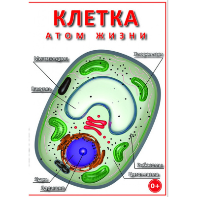 Учебный фильм Клетка - "атом жизни"
